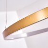 Canisteo Lampa Wisząca LED Złoty, 1-punktowy