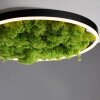 Leuchten-Direkt GREEN RITUS Lampa Sufitowa LED Czarny, 1-punktowy