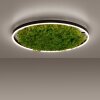 Leuchten-Direkt GREEN RITUS Lampa Sufitowa LED Czarny, 1-punktowy