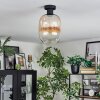 Apedo lampa sufitowa bursztynowy, przezroczysty, 1-punktowy