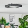Isela Lampa sufitowa LED Czarny, 1-punktowy