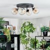Chehalis lampa sufitowa, kula świetlna bursztynowy, przezroczysty, 4-punktowe