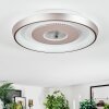 Dakon Lampa sufitowa LED W kolorze szampana, Biały, 1-punktowy