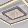 Hadel lampa sufitowa LED szary, biały, 1-punktowy